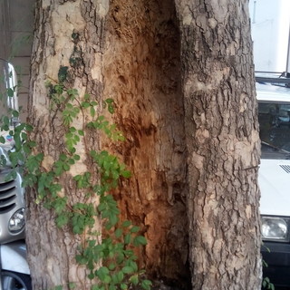 Savona: albero cavo in Piazzetta San Dalmazio, Lirosi &quot;Nessun pericolo per i cittadini&quot;