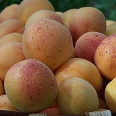 Quiliano, i ladri di albicocche di Valleggia colpiscono ancora: furto all'orto sociale "Tutti giù per terra" Quiliano, i ladri di albicocche di Valleggia colpiscono ancora: furto all'orto sociale "Tutti giù per terra"