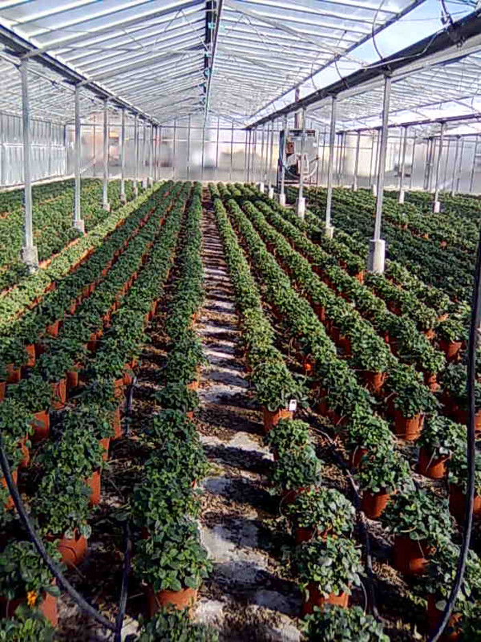 Niente bonus gasolio: la delusione della Confagricoltori Niente bonus gasolio: la delusione della Confagricoltori