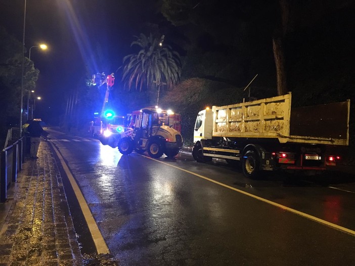 Rischio caduta per tre alberi ai Piani di Celle: sul posto vigili del fuoco e protezione civile (FOTO E VIDEO)