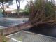 Alberi pericolanti: maxilavoro in tutta la provincia per i vigili del fuoco
