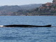 La balenottera 'Codamozza' ha superato il confine ed è in Francia: le ultime immagini in territorio italiano (VIDEO)