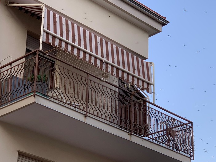 A Borghetto è "invasione" di libellule: le segnalazioni dei nostri lettori (FOTO e VIDEO) A Borghetto è "invasione" di libellule: le segnalazioni dei nostri lettori (FOTO e VIDEO)