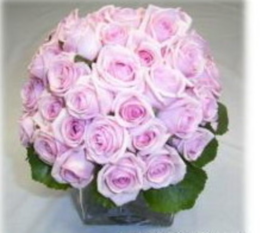 Presentate le edizioni 2011 di “Fior d’Albenga e Cip & Vip” Presentate le edizioni 2011 di “Fior d’Albenga e Cip & Vip”