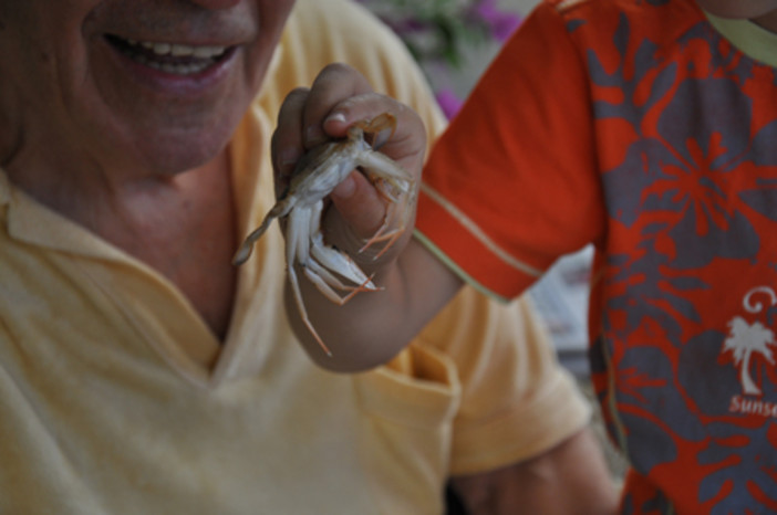 Enpa ai bambini: non cacciate i granchi Enpa ai bambini: non cacciate i granchi
