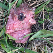 Allarme a Rocchetta Cairo: trovate polpette con viti, pericolo per i cani