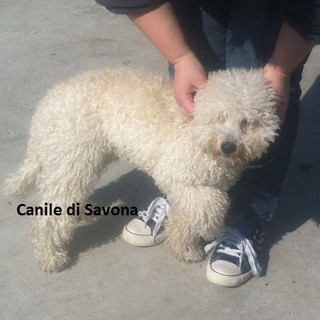 A Spotorno la sfilata canina "Abbaiando sotto le stelle"