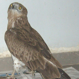 Rapace in via d'estinzione soccorso dall'Enpa