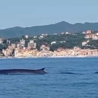 La "danza" delle balenottere incanta al largo di Celle Ligure