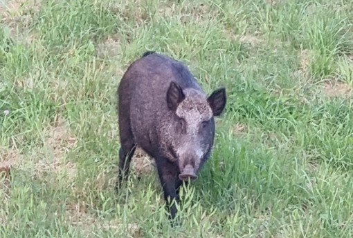 La femmina di cinghiale uccisa, fotografa da una volontaria dell'associazione animalista La femmina di cinghiale uccisa, fotografa da una volontaria dell'associazione animalista
