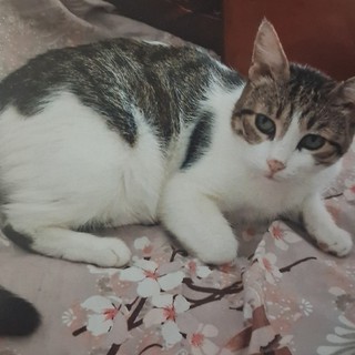 Bianca, la micia scomparsa a Legino: l’appello del proprietario e il quartiere che si mobilita per riportarla a casa Bianca, la micia scomparsa a Legino: l’appello del proprietario e il quartiere che si mobilita per riportarla a casa