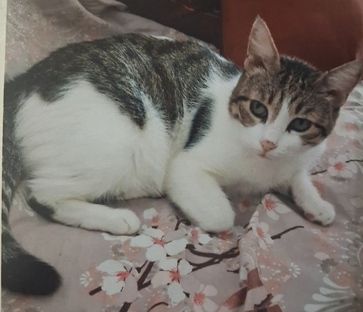 Bianca, la micia scomparsa a Legino: l’appello del proprietario e il quartiere che si mobilita per riportarla a casa