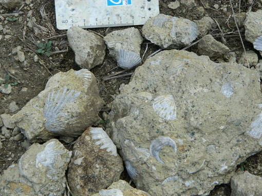 La barriera corallina