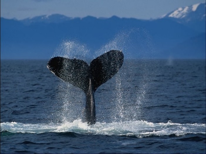 Anche Savona entra nel Santuario dei Cetacei