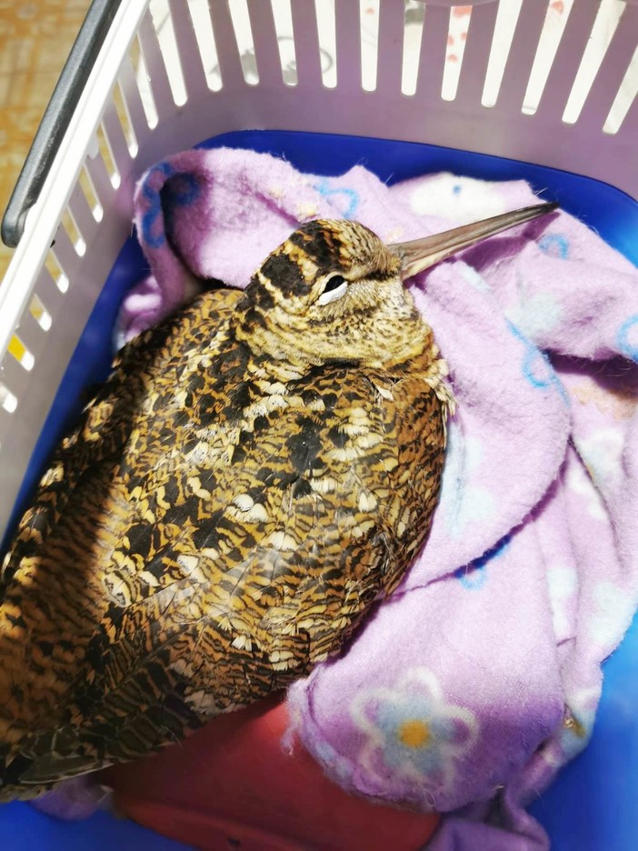 Savona, beccaccia in difficoltà per ipotermia e debolezza soccorsa dall'Enpa (FOTO)