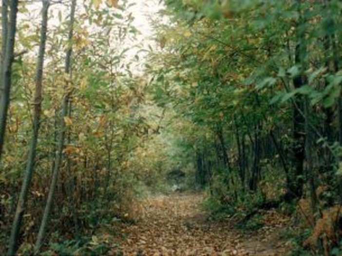 A Loano conferenza su "Il Bosco: coniugare la bellezza con la gestione" A Loano conferenza su "Il Bosco: coniugare la bellezza con la gestione"