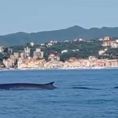 La "danza" delle balenottere incanta al largo di Celle Ligure La "danza" delle balenottere incanta al largo di Celle Ligure