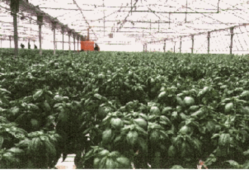 Il Basilico Genovese D.O.P torna sulle Spiagge Liguri