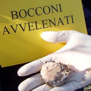 Savona, bocconi avvelenati in Largo delle Coffe in Darsena