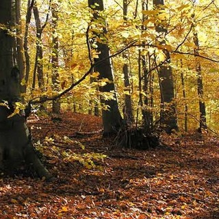Cairo, restyling strade di accesso a terreni agricoli e forestali della valle del rio Ferranietta e dell'Adelasia: bando affidato alla provincia