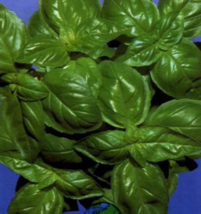 Nasce a Celle il basilico per i mondiali di pesto