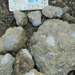 La barriera corallina