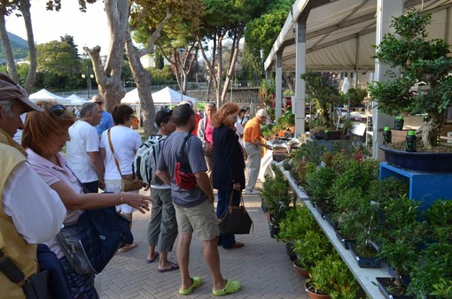 Torna il Festival dei Bonsai ad Andora Torna il Festival dei Bonsai ad Andora
