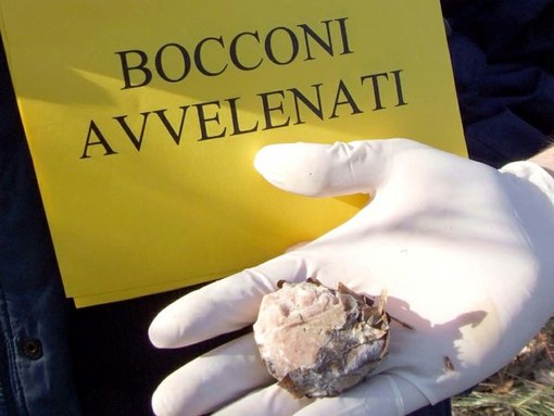 Cairo Montenotte, allarme per i bocconi avvelenati in località Ferranietta Cairo Montenotte, allarme per i bocconi avvelenati in località Ferranietta