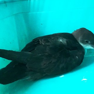 L'Enpa soccorre una berta minore nel porto di Savona L'Enpa soccorre una berta minore nel porto di Savona