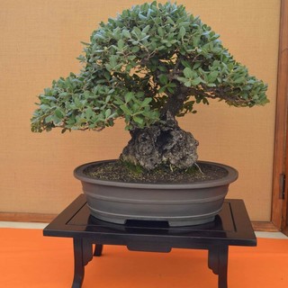 Kimono e Bonsai sotto le stelle a Celle Ligure
