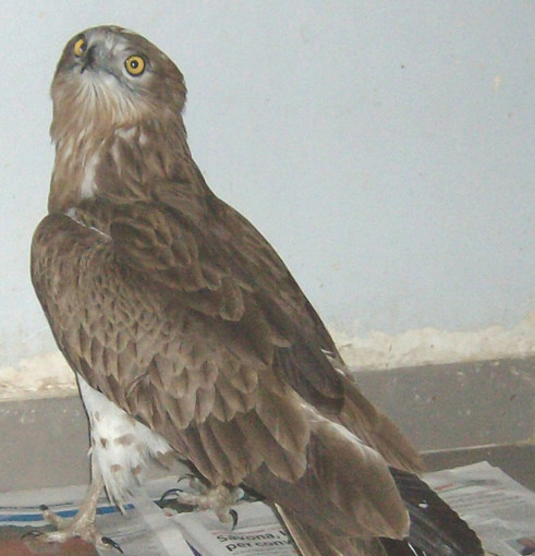 Rapace in via d'estinzione soccorso dall'Enpa