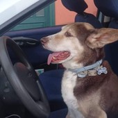 Smarrito Bartolo: appello per ritrovare il cane in zona Alassio Smarrito Bartolo: appello per ritrovare il cane in zona Alassio