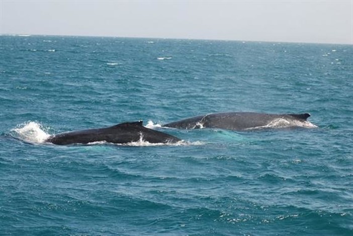 A rischio il Santuario dei Cetacei: prosegue la petizione di Legambiente per stoppare l'Airgun