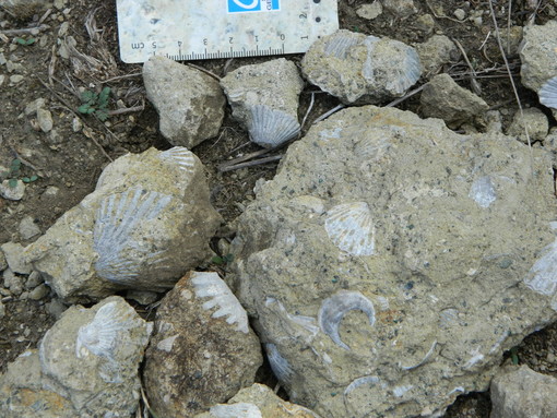 Quando in Val Bormida c'era il mare: coralli e conchiglie raccontano Quando in Val Bormida c'era il mare: coralli e conchiglie raccontano