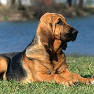 Un bloodhound