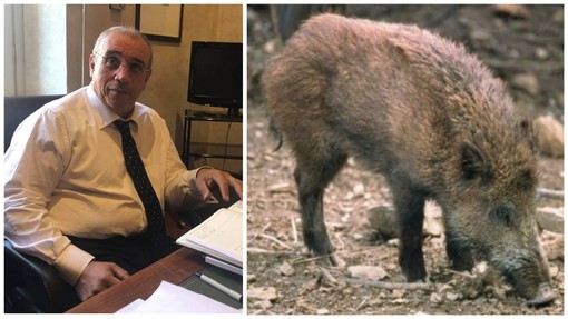 Peste suina, il senatore Bruzzone (Lega) tende la mano agli ambientalisti: "Creiamo insieme il piano abbattimenti"