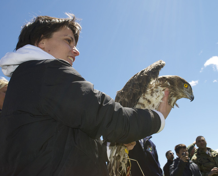 Salvata aquila dei serpenti, l'animale è stato portato al centro Cras