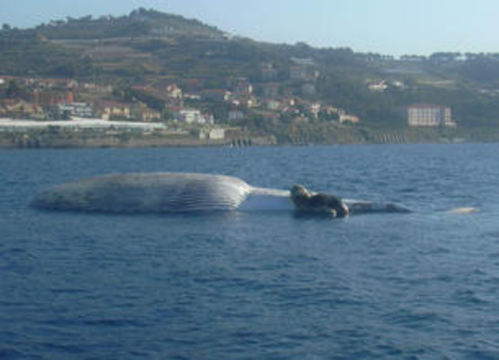 Savona: il Santuario dei Cetacei secondo l'Enpa Savona: il Santuario dei Cetacei secondo l'Enpa