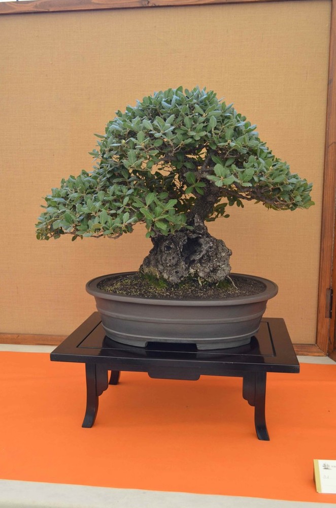 Kimono e Bonsai sotto le stelle a Celle Ligure Kimono e Bonsai sotto le stelle a Celle Ligure