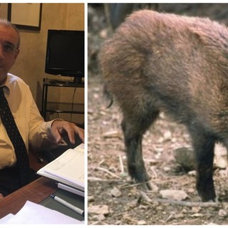 Peste suina, il senatore Bruzzone (Lega) tende la mano agli ambientalisti: "Creiamo insieme il piano abbattimenti"