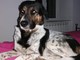 Bryan, il cane smarrito a Vado, ritrovato senza vita