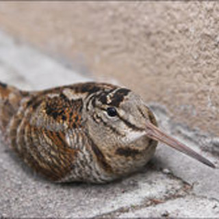 immagine di repertorio