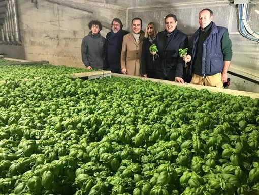Celle, il Presidente Toti visita le produzioni di basilico dell'azienda Calcagno