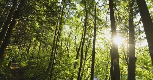Liguria, nuove risorse per la prevenzione incendi boschivi: stanziati 800mila euro Liguria, nuove risorse per la prevenzione incendi boschivi: stanziati 800mila euro