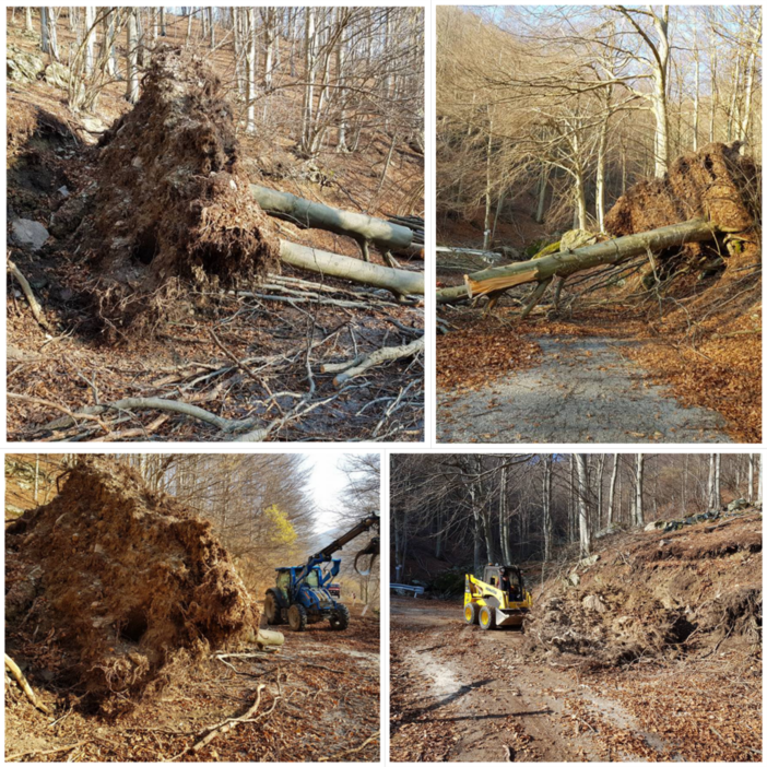 Alberi crollati causa gelicidio: il Comune di Bormida libera la strada del Melogno Alberi crollati causa gelicidio: il Comune di Bormida libera la strada del Melogno