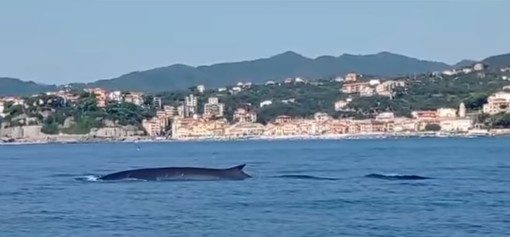 La "danza" delle balenottere incanta al largo di Celle Ligure La "danza" delle balenottere incanta al largo di Celle Ligure