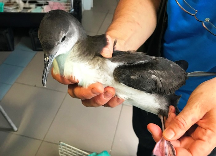 Savona: esemplare di berta minore in difficoltà salvato dai volontari dell'Enpa Savona: esemplare di berta minore in difficoltà salvato dai volontari dell'Enpa