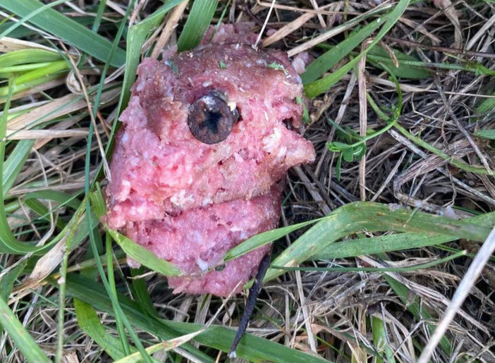 Allarme a Rocchetta Cairo: trovate polpette con viti, pericolo per i cani