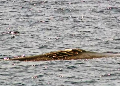 OSA e PAI: “Santuario Pelagos una tutela fantasma, servono misure drastiche per salvare il Mar Ligure” OSA e PAI: “Santuario Pelagos una tutela fantasma, servono misure drastiche per salvare il Mar Ligure”