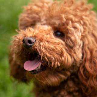 L'Importanza del Pedigree ENCI per un Barboncino Toy di Qualità
